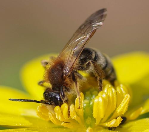 Réf. 277 326 : Andrena sp.